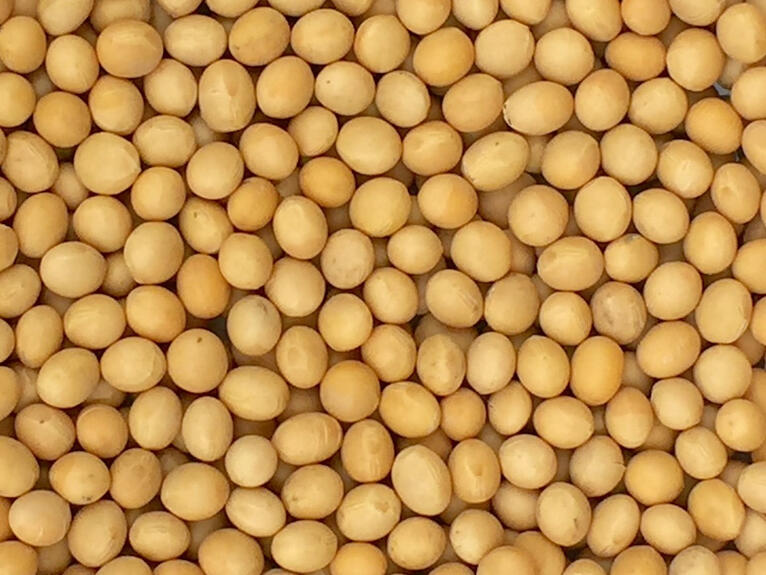 soybeans for homemade tofu preparation